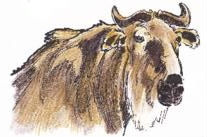 Buffle